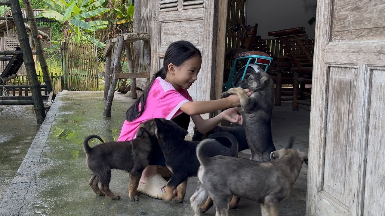 Нгок Хан спасает щенков в лесу — процесс выращивания — Бедная девочка
