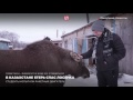 В Казахстане егерь спас лосенка