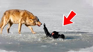 Волк спас мальчика провалившегося под лёд!!!