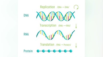 What is RNA splicing?