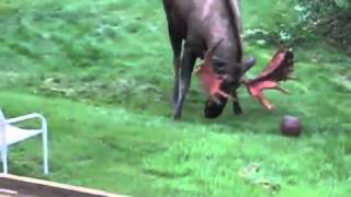 moose playing football