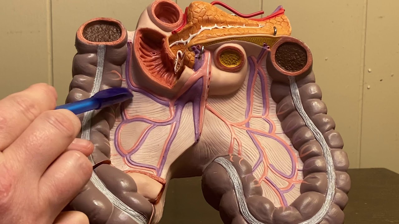 Systemic Circulatory Vessels-Part One - YouTube