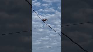 Ducks on power lines ???‍♀️ nature blackbelliedwhistlingduck florida