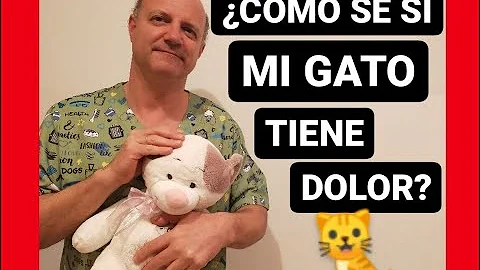 ¿Sienten dolor los gatos?