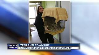 Nearly two dozen dogs, birds & ponies rescued from metro Detroit home