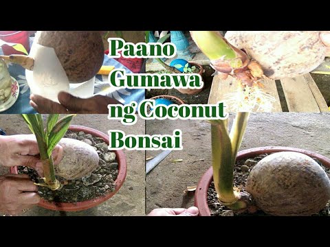 Video: Paano Gumawa Ng Coconut Cocktail