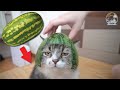 Making watermelon hats for cats is easy