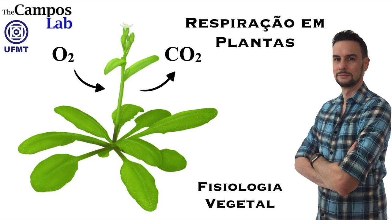 Respiração em Plantas (1/3): Introdução a Respiração e Glicólise - YouTube