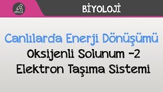 Canlılarda Enerji Dönüşümü - Oksijenli Solunum -2 Elektron Taşıma Sistemi