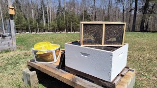 Installing a Package of Honey Bees into an Old Hive