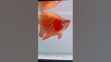 Siêu phẩm huyết long #carong #huyetlong #carongtruyentran #fafu #fafulong