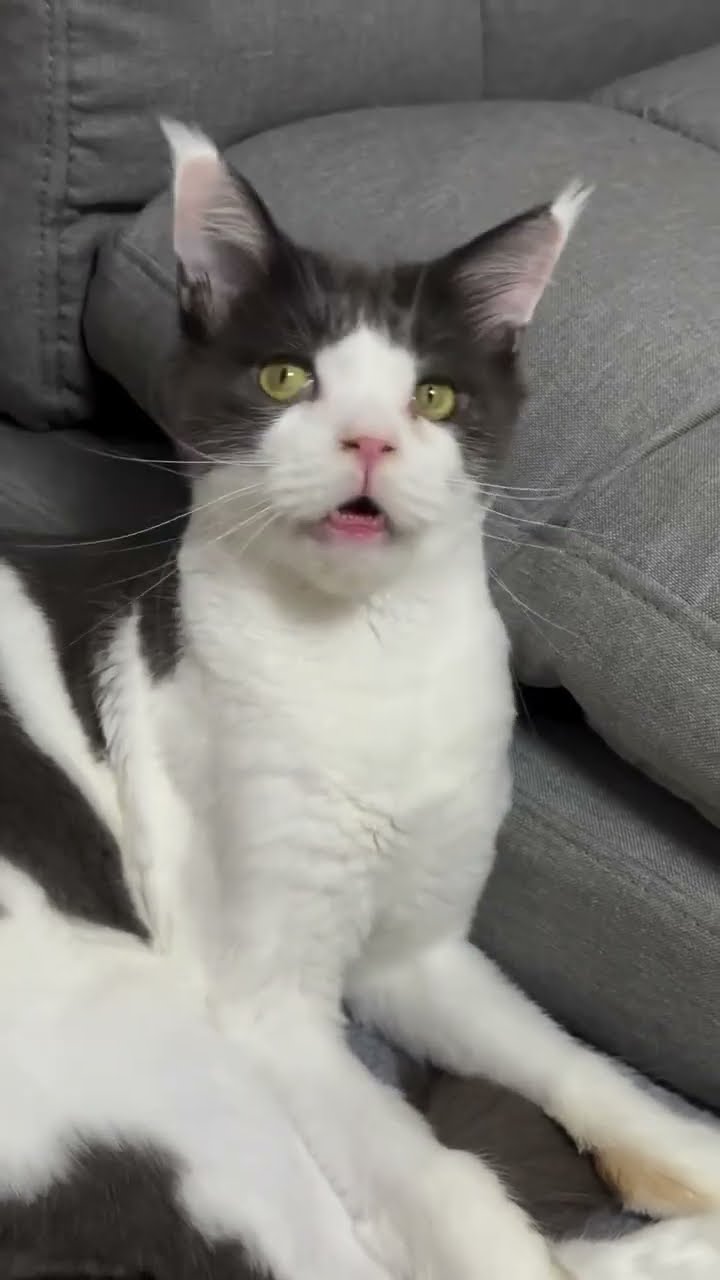 Bébé chaton très mignon ♥️ ♥️ ♥️ ♥️ ♥️