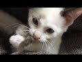 自分の尻尾で遊ぶ子猫マメ