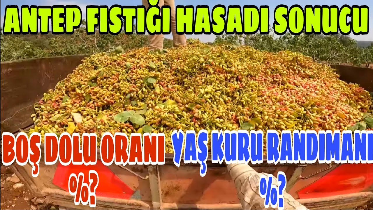 Hasad sonrası dolu , boş oranı ve yaş , kuru verim randımanı ne kadar oldu? Suni tozlama farkı...