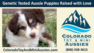 Miniature Australian Shepherd Puppies for Sale Greeley Colorado