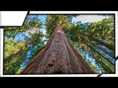 Video: The tallest tree in the world is the Giant Hyperion