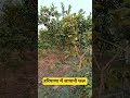 जापानी फल रामफल नहीं होता।