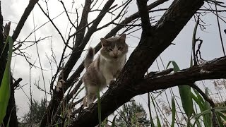 Дым, кошка на дереве начала мяукать, когда увидела меня.