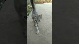 kucing bulu hiris imut
