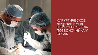 Хирургическое лечение болезни межпозвонкового диска шейного отдела позвоночника у собак