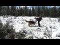Training Day: Search and Rescue Dog Teams Training Day: Search and Rescue Dog Teams