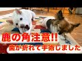 まっしろ犬ゆず　鹿の角で歯が折れて手術しました…鹿の角、骨、蹄をあげている方は気をつけてください！獣医師業界では全てタブーです！