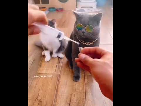 Video: Kedilerde Bayılma