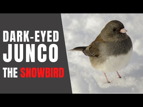 Wideo: Czy Junco użyje domków dla ptaków?