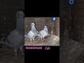 #pigeon #pigeonhobby #pigeonracing  genuine calls only