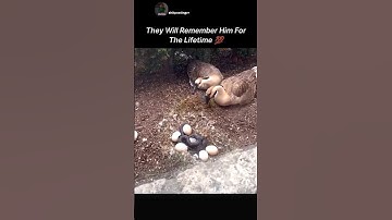 🥺😭 kind man saves goose egg from snake #youtubeshorts#youtube#memes#nature#viralvideo#viralshorts