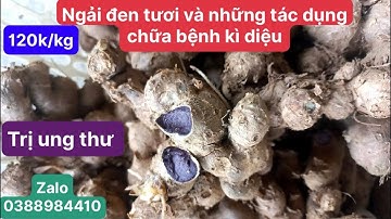 Ngải đen tươi trị ung bướu, xương khớp, dạ dày, trĩ, viêm xoang mũi