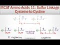 Understanding Sulfur Linkages and Disulfide Bridges