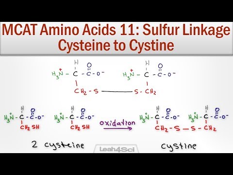 Disulfide Bridge Formation Cysteine to Cystine