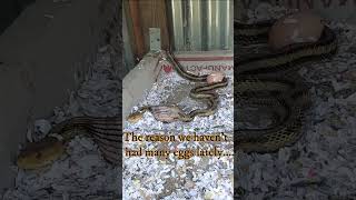 Snake in the chicken coop!!!
