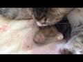 【衝撃映像】赤ちゃん猫が羊膜を突き破る瞬間‼ baby cat breaking amnion