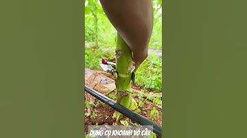 Dụng cụ khoanh vỏ cho cây.