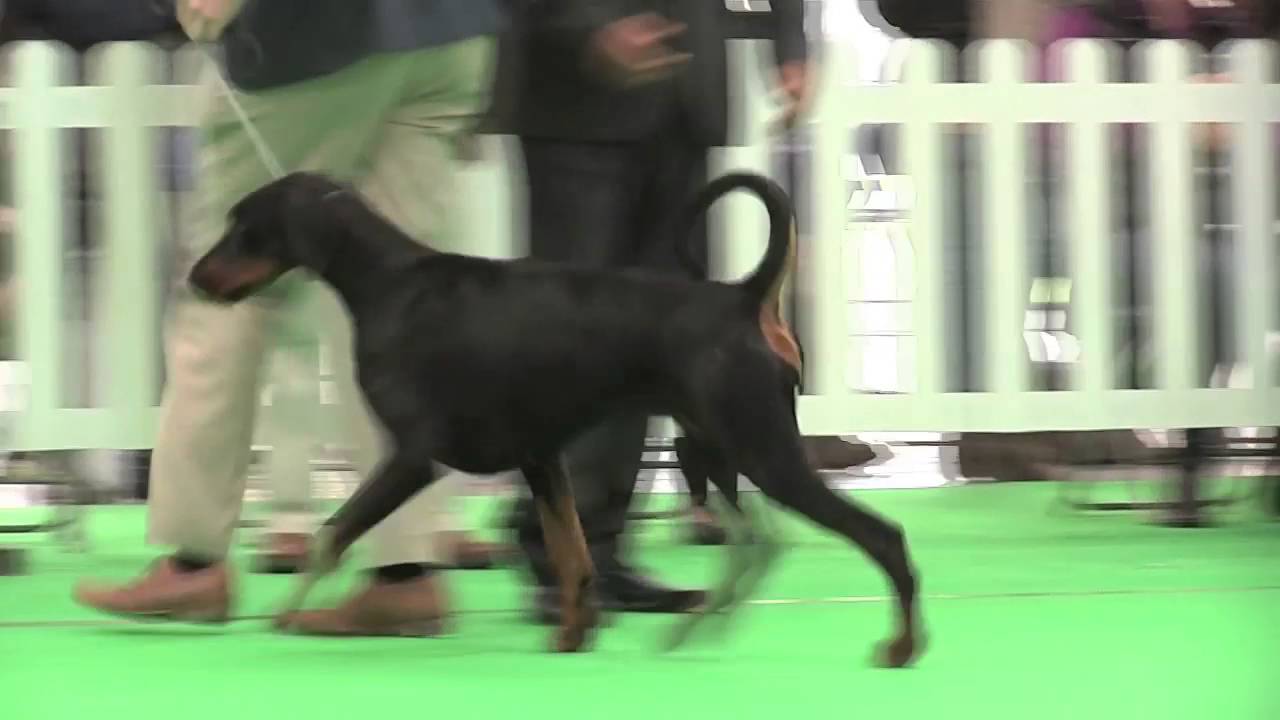 WELKS Dog Show 2016 Working Group FULL YouTube welks-dog-show-2016-working-group-full-youtube