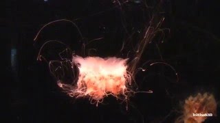 Lion's Mane Jellyfish ( Cyanea capillata ) So Cool! Lion's Mane Jellyfish ( Cyanea capillata ) is such a cool looking Jellyfish! The biggest Jellyfish species out there, they are also THEE longest animal in the world as some specimens have been found to be as long as 150 feet! The Blue Whale is roughly around 100 feet.

Footage taken with Canon Vixia HF200

http://www.jellyfishart.com/?Click=5959 : Click on link to check out Jellyfish Aquariums
