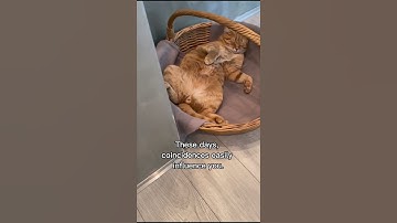 What does dreaming about cats mean. Part 2 #cats #shorts