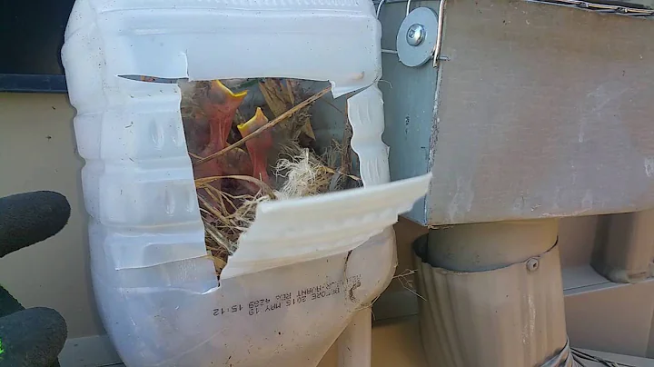 Baby starling removal