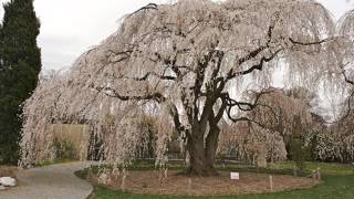 Weeping Cherry Tree Pictures With Folwers