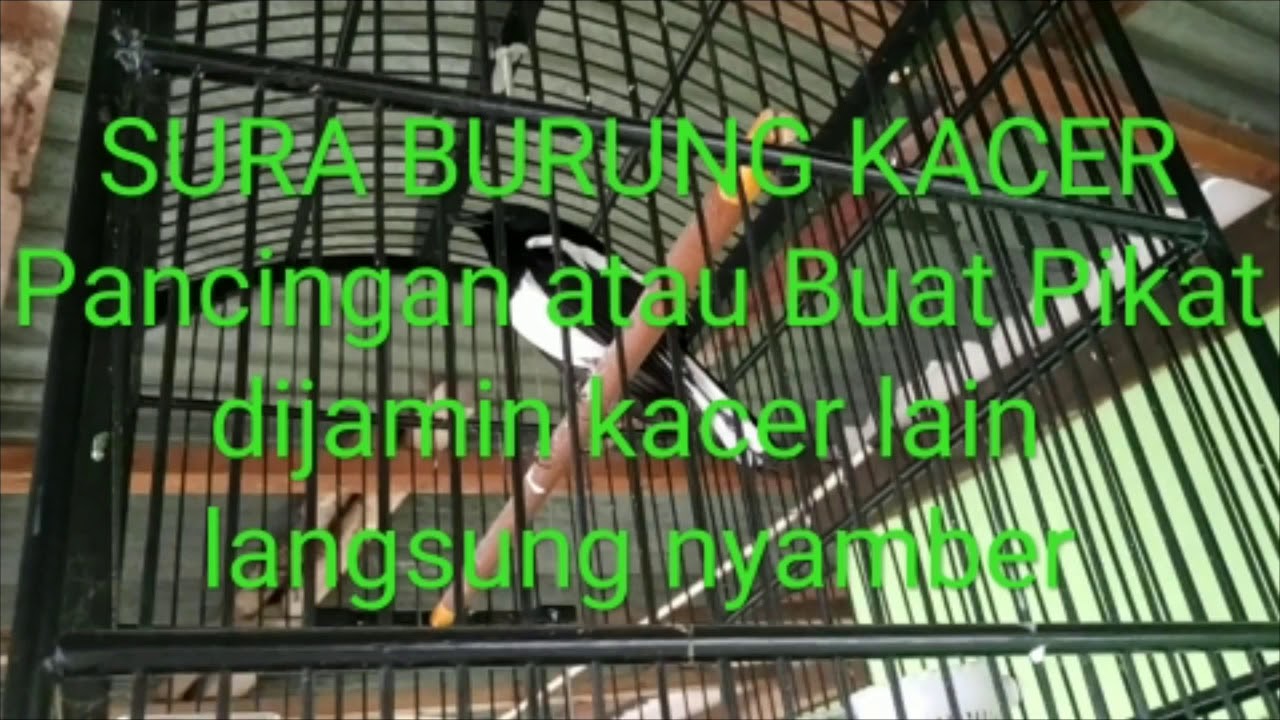Suara Burung Kacer Pancingan untuk Pemula 