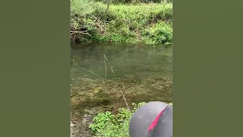Swinging soft hackle for brown trout