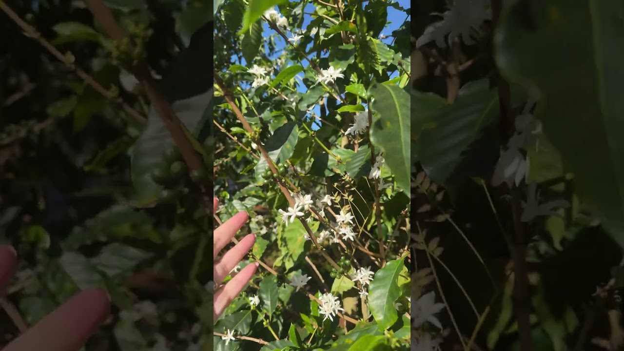 ￼ Greenworld, coffee, experience 