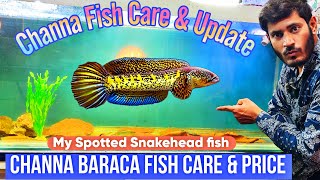 Channa Fish Care and Price , Snakehead fish Update, Channa Baraca Fish Details