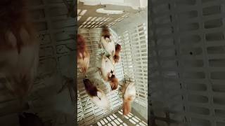 Heart Touching Sure Al Ikhlas