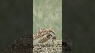 Nature Doesn’t Follow a Script | Burrowing Owl 🦉
#burrowingowl #owlsnesting #Athenecunicularia
https://www.youtube.com/c/BWoodPhotography
https://www.bwoodphotography.com
To license footage please contact me at: becca@bwoodphotography.com
Nature Doesn’t Follow a Script | Burrowing Owl #shorts
Nature Doesn’t Follow a Script | Burrowing Owl
Burrowing Owls are one of the most unique and recognizable owl species in North America. Unlike most owls, they spend much of their time on the ground and nest in underground burrows across open prairies and grasslands. Their curious behavior, striking yellow eyes, and daytime activity make them a favorite among birdwatchers and wildlife photographers.
This wildlife short captures one of many unexpected moments nature revealed during the month of May in Montana.
🎵 Music in this video 🎵:
https://artlist.io/Becca-1378936
ALL IMAGES IN THIS VIDEO ARE COPYRIGHTED, ©Becca Wood - B. Wood Photography. No part of this video shall be downloaded, altered or reproduced in any way or by any means without the formal written permission of B. Wood Photography. All Rights Reserved
🎞️ My Gear:
Cameras 📷:
Canon 1 DX Mark III camera
Canon 1 DX
Canon 5d Mark II
GoPro 9 Black
GoPro 7 Silver
DJI Mavic Air 2
Lenses:
Canon EF 400mm f/2.8L IS II USM Lens
Canon EF 600mm f/4L IS III USM Lens
Canon EF 100-400mm f/4.5-5.6L IS II USM Lens
Canon EF 70-200mm f/2.8L IS II USM Lens
Canon EF 100mm f/2.8L Macro IS Usm Lens
Canon 1.4x Extender
Canon 2.0x III Extender
Gitzo carbon fiber tripod
Manfrotto tripod
Manfrotto monopod
Joby Gorilla Pod
Website: https://www.bwoodphotography.com
Celebrating Life Magazine: https://www.bwoodphotography.com/Products/Magazine
Social Media:
Facebook: @BWoodPhotos
Instagram: @bwoodphotography
God is in the details. Ludwig Mies van der Rohe Nature Doesn’t Follow a Script | Burrowing Owl 🦉