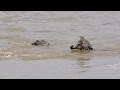 Crocodile attacks zebra in Maasai Mara/Serengeti!