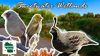 Birding Sweetwater Wetlands in Tucson, Arizona