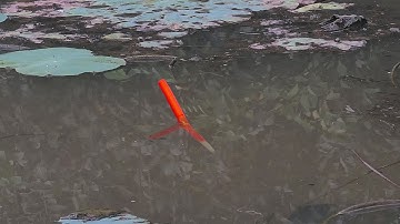 Câu Cá Rô Đồng , Đụng Bầy Cá Rô Ục Móng Dưới Bụi Sen Thả Mồi Xuống Là Dứt Liền